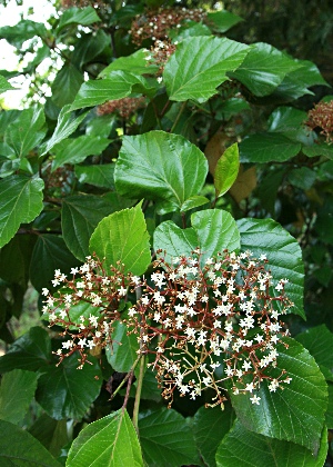 四季の山野草（ハクサンボク）