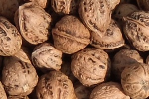 国産くるみ販売｜越後魚沼・岡村商店｜殻付き鬼胡桃、姫胡桃、むきくるみ