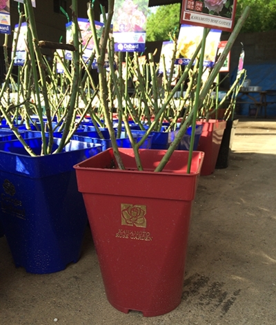 ブルー・ムーン・ストーン（大苗）7号鉢植え 四季咲き バラ苗 《農林