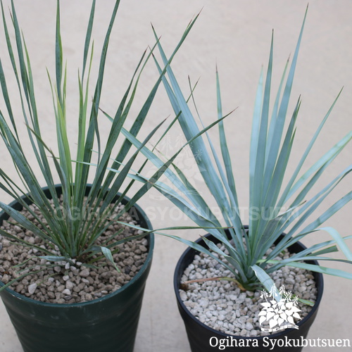ユッカ リギダ｜おぎはら植物園