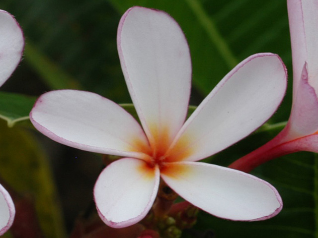 商品紹介：プランツコレクション（プルメリア）│沖縄県南城市玉城