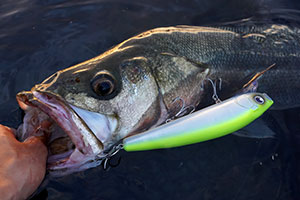 LONGIN PRODUCTS WAKEY BOO