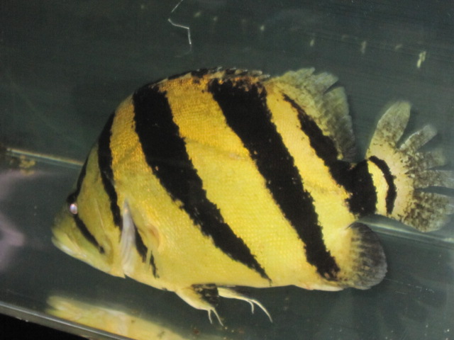 ダトニオ／シャムタイガー - m8堂