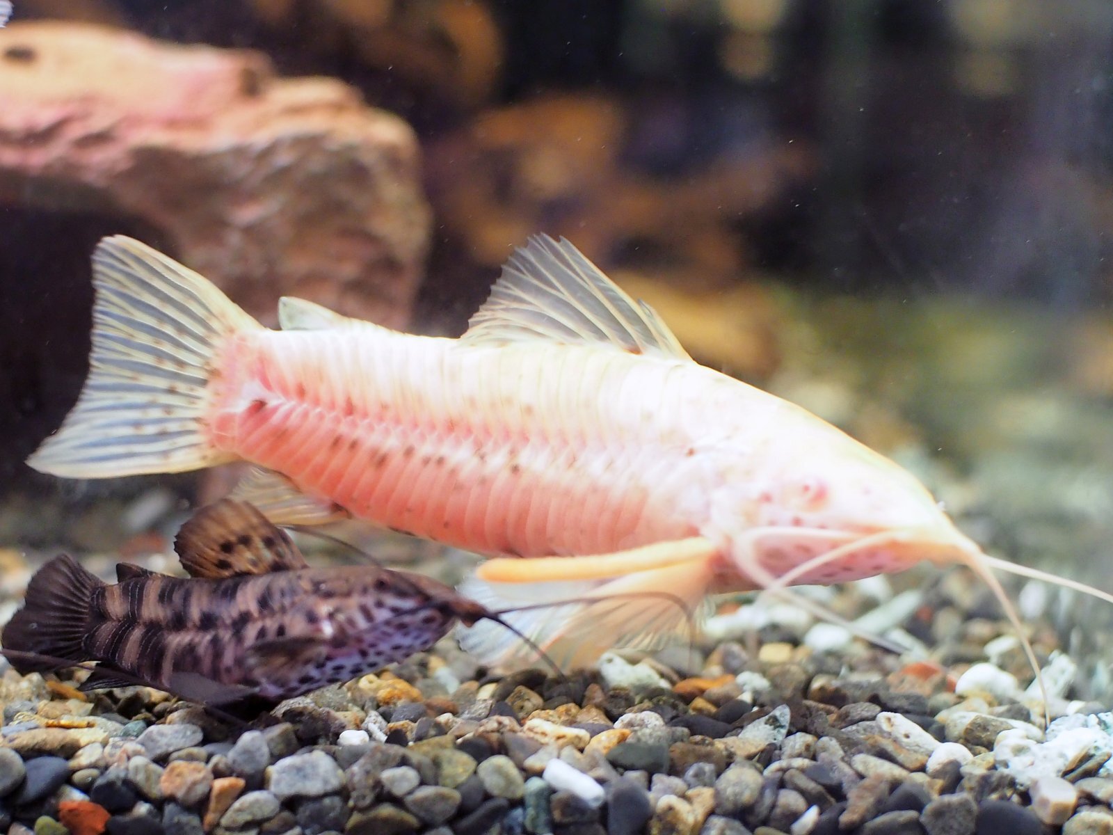 アルビノヨロイナマズ 1ペア - m8堂