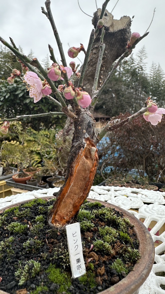 小品盆栽・山野草・多肉植物 - メダカ園たむら