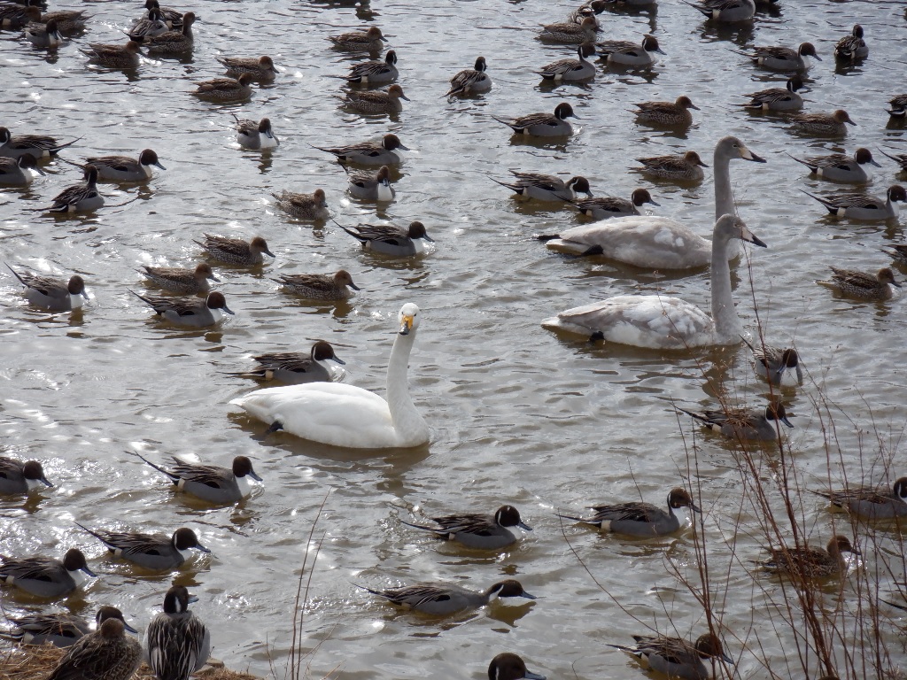水原川は白鳥とカモで大混雑！です。 – 松川町観光協会
