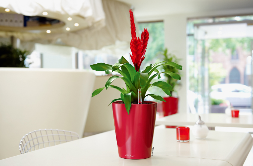 デルティーニ | レチューザ・プレミアム | 松尾貿易商会