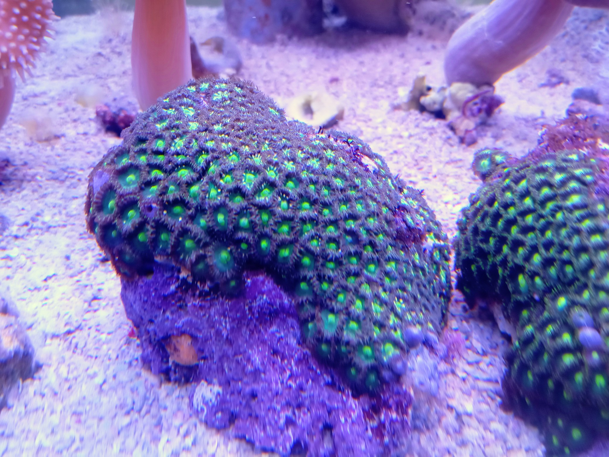 海水魚サンゴ販売専門店 マリンキープ 海水販売＆海水宅配サービス