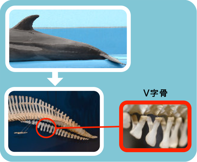 イルカQ&A | 新潟市水族館 マリンピア日本海