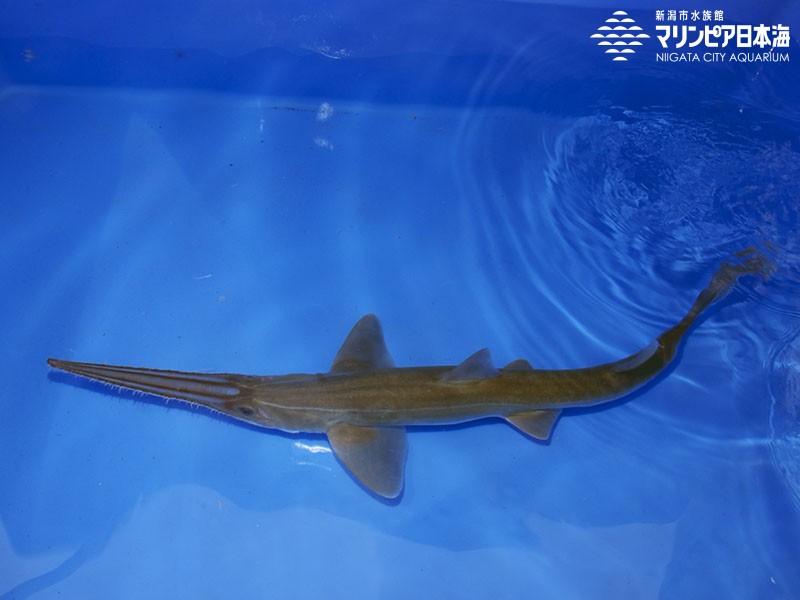 ノコギリザメ | 魚類 | 生物図鑑 | 新潟市水族館 マリンピア日本海