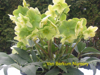 Helleborus x nigercors 'Snow Love'-4142