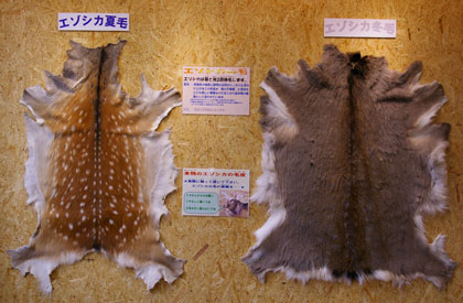 エゾシカの衣替え | 北の暮らし ～札幌・宮の森から～