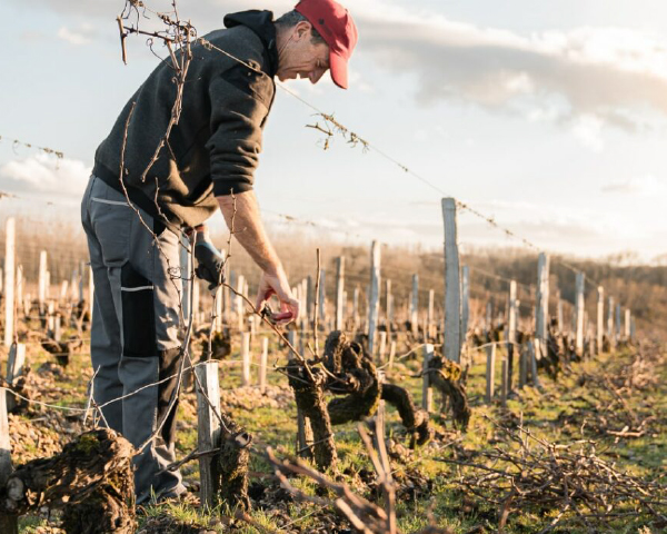 サルジェ ド グリュオー ラローズ 格付け第2級セカンドの通信販売