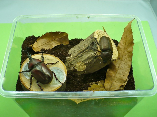 カブトムシの産卵方法 クワガタと飼育用品の販売/クワガタ工房 虫吉