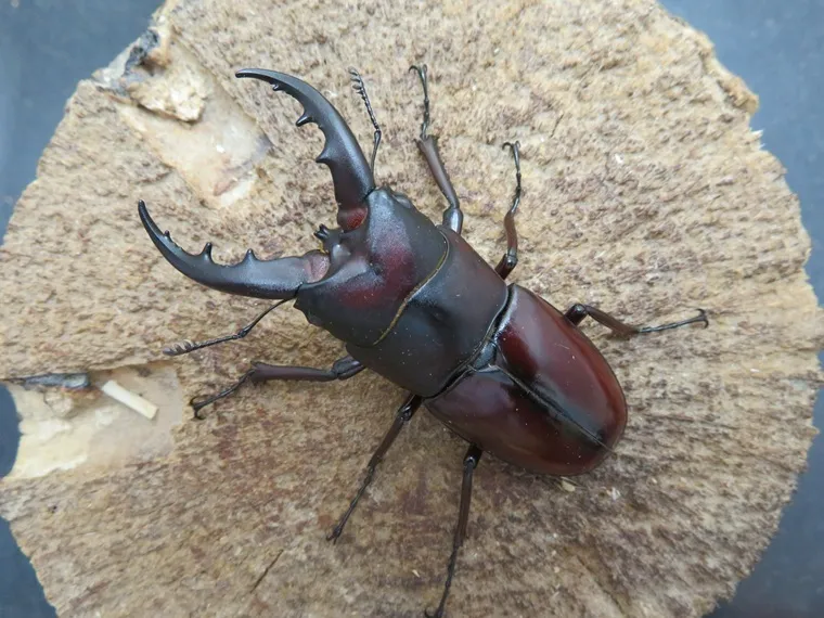 イヘヤノコギリクワガタ59ミリペア販売/クワガタ工房 虫吉