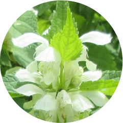 NOEVIR WRINKLE91(ノエビアリンクル91) | 株式会社ノエビア