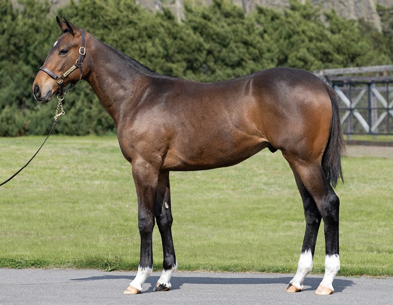 セレクトセール | ノーザンファーム