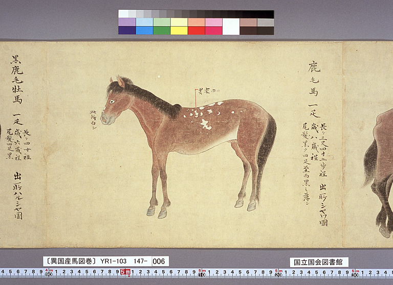 異国産馬図巻〕（標準画像 147-006） | 江戸時代の日蘭交流