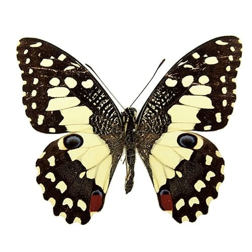 送料無料】ゴライアストリバネアゲハ／プロックス , 蝶の標本 販売