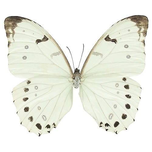 トノサマバッタ(褐色型) , 昆虫標本 , 蝶の標本 販売・通販の