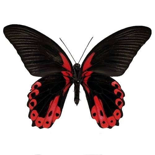 送料無料】アカメガネアゲハ(アカメガネトリバネアゲハ) , 蝶の標本