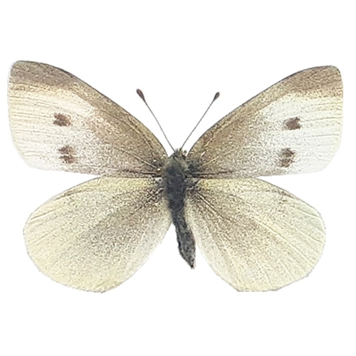 モンシロチョウ／メス , 蝶の標本 販売・通販のNatureShop|モルフォや