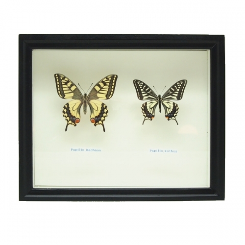 セット標本 , 蝶の標本 販売・通販のNatureShop|モルフォやキプリス