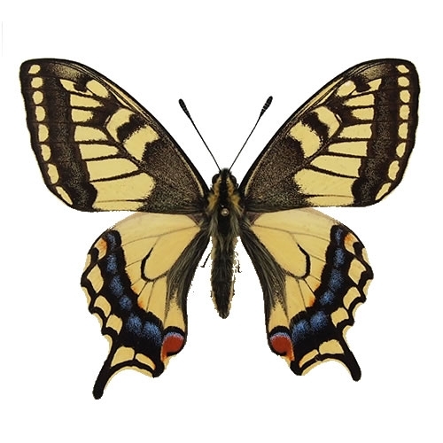 キアゲハ , アゲハ蝶科標本 , 蝶の標本 販売・通販のNatureShop