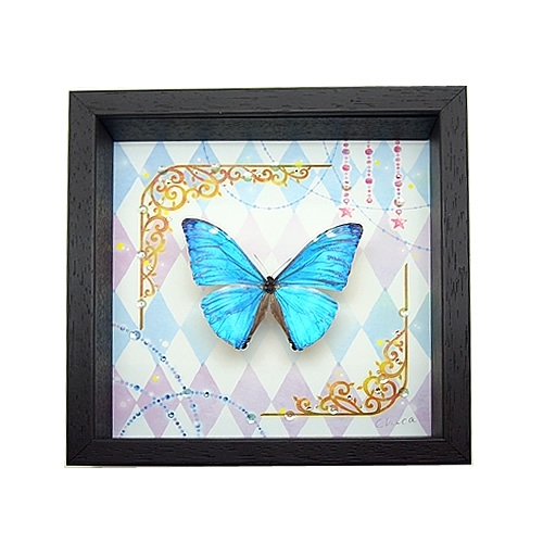 やっちゃん メガネトリバネアゲハ スルコウスキーモルフォ蝶 蝶の標本