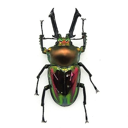 ニジイロクワガタ(オス) , 蝶の標本 販売・通販のNatureShop|モルフォ