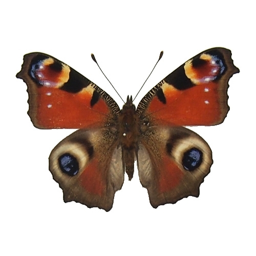 クジャクチョウ(孔雀蝶) , タテハ蝶科標本 , 蝶の標本 販売・通販の