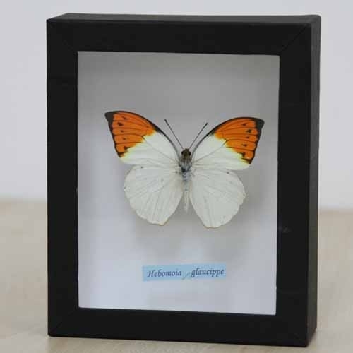 ツマベニチョウ , シロ蝶科標本 , 蝶の標本 販売・通販のNatureShop