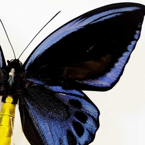 アオメガネアゲハ(アオメガネトリバネアゲハ) , 蝶の標本 販売・通販の