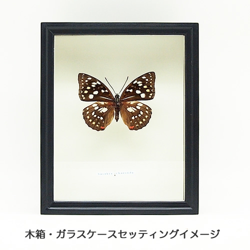 オオムラサキ／メス , タテハ蝶科標本 , 蝶の標本 販売・通販の