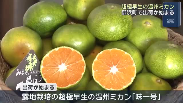 超極早生温州ミカン「みえの一番星」出荷始まる 三重・御浜町- 名古屋