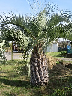 ココスヤシ,ヤシの木,販売,中山植木