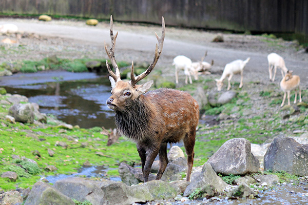ニホンジカ｜動物図鑑｜那須サファリパーク