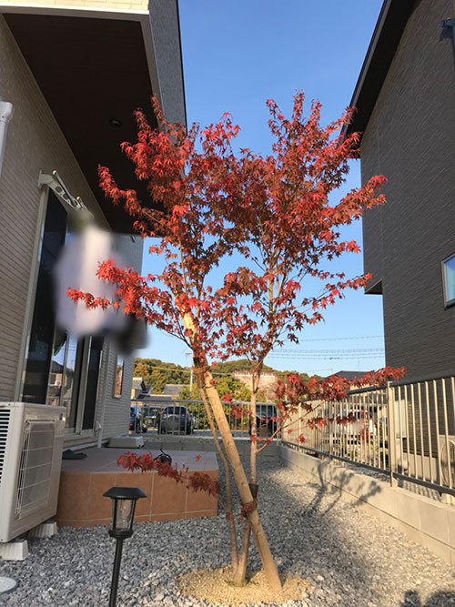 イロハモミジが見事に色づきました | niwary | 彦根・長浜・米原