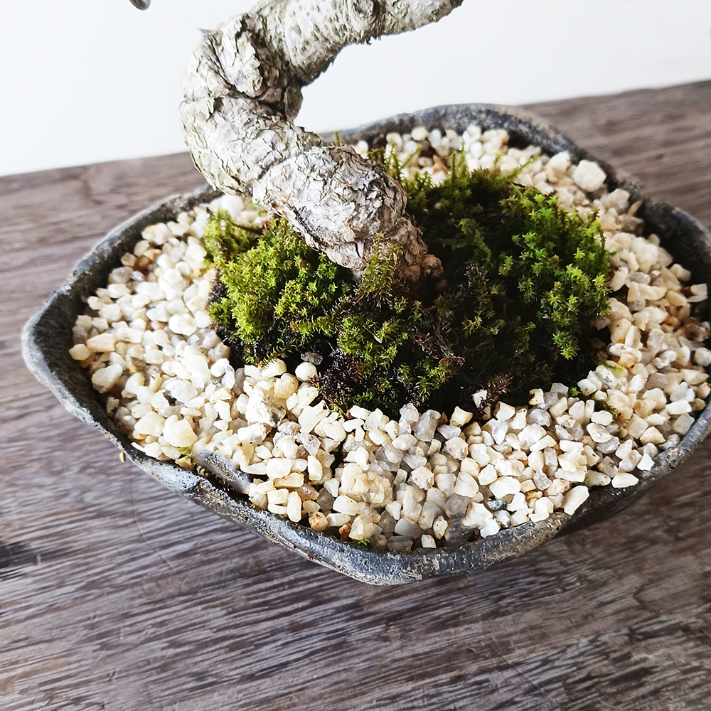 送料無料 五葉松の盆栽 ( くらま岩風鉢 ) 盆栽 ぼんさい ボンサイ