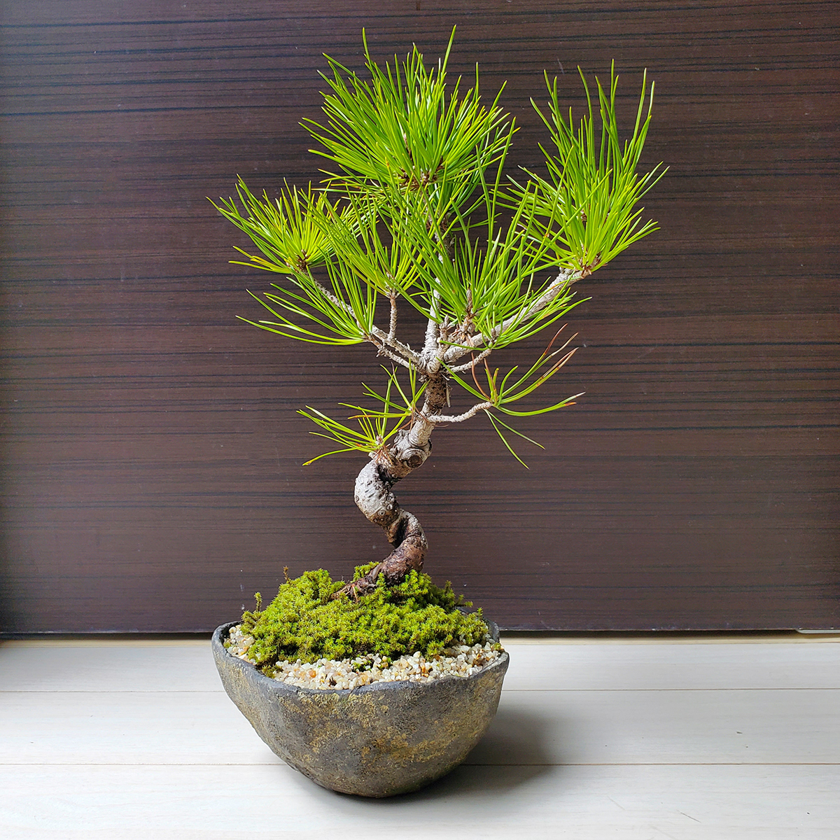 盆栽 自然石付き黒松 盆景 眺めいい❣️2鉢で 盆栽 自然石付き黒松