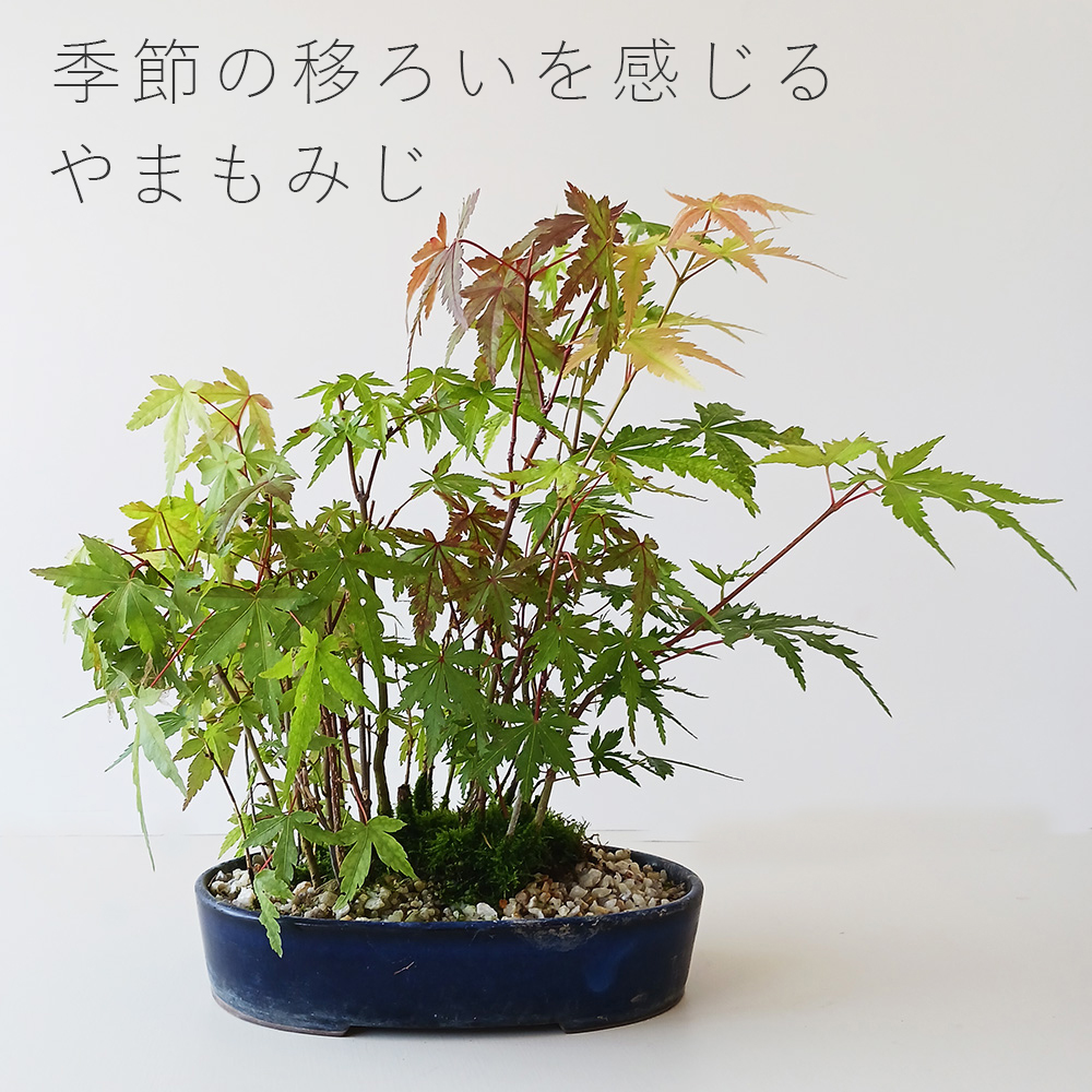 現在落葉中】送料無料でお届け！モミジの並木道！【山紅葉（ヤマモミジ