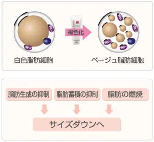 Prime S Cream (プライムエスクリーム) ｜たるみ引き締めクリーム