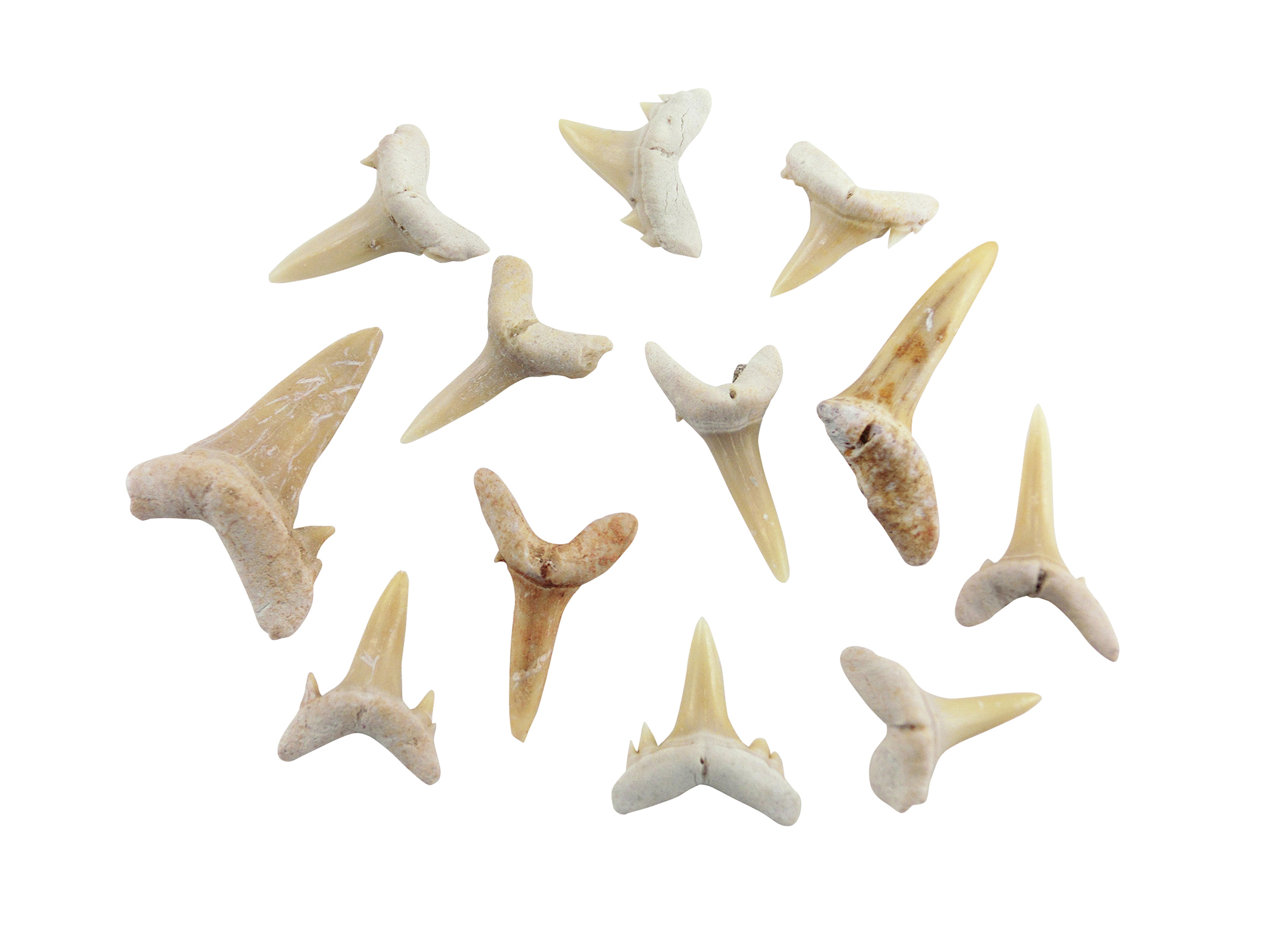 実習用化石標本 サメの歯