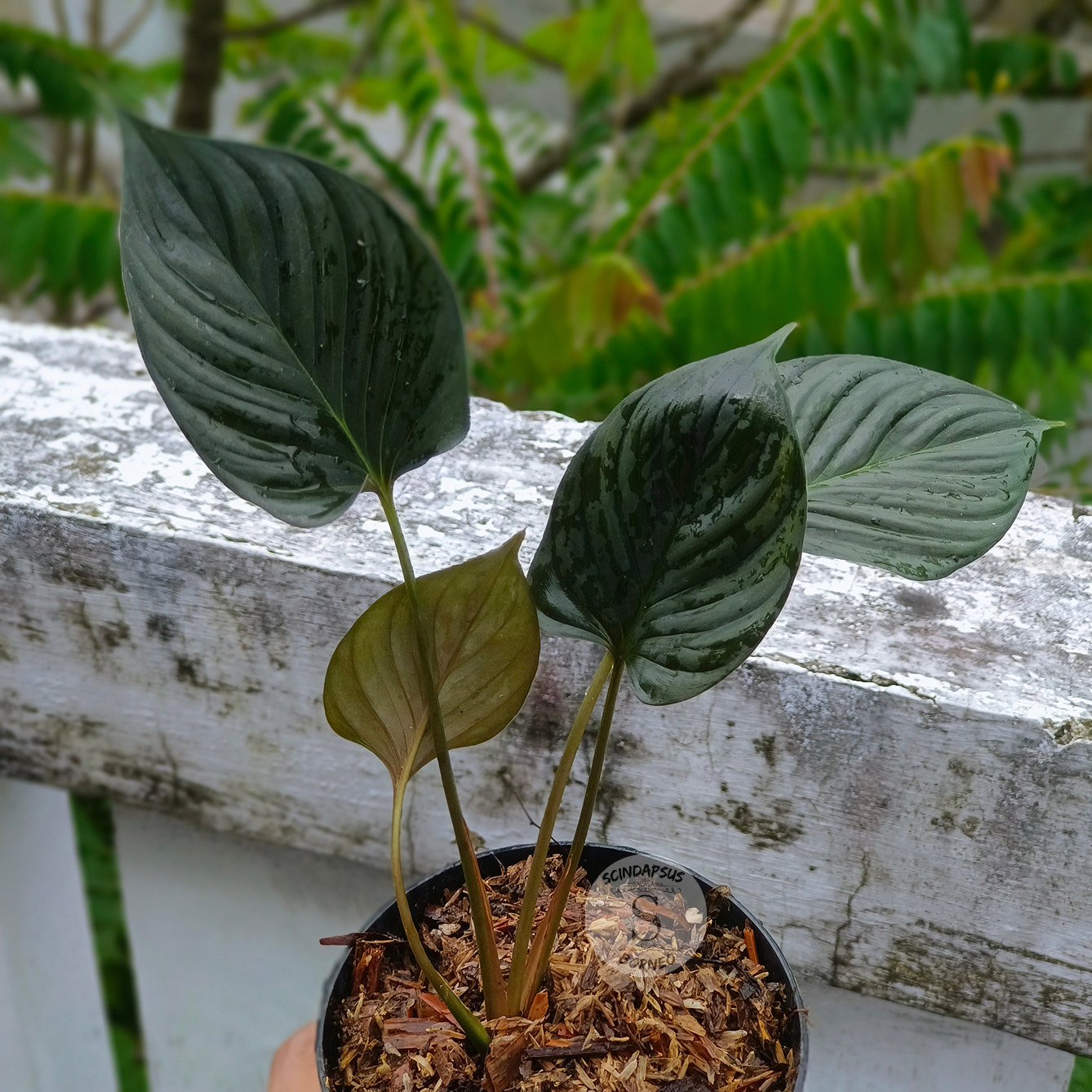 Homalomena Sp Black Borneo – Scindapsus Borneo