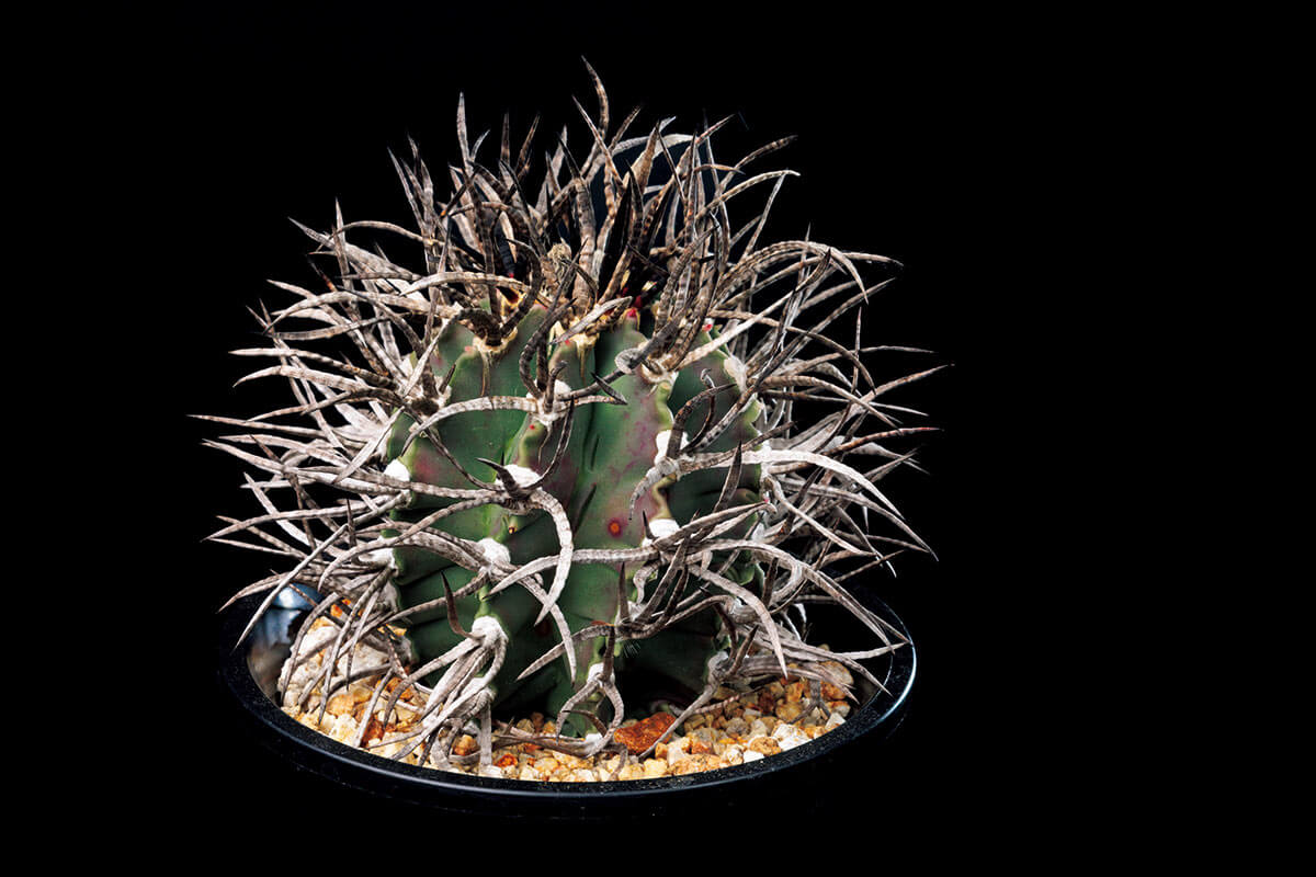 いつかは育ててみたい！本気のサボテン-みんなの趣味の園芸