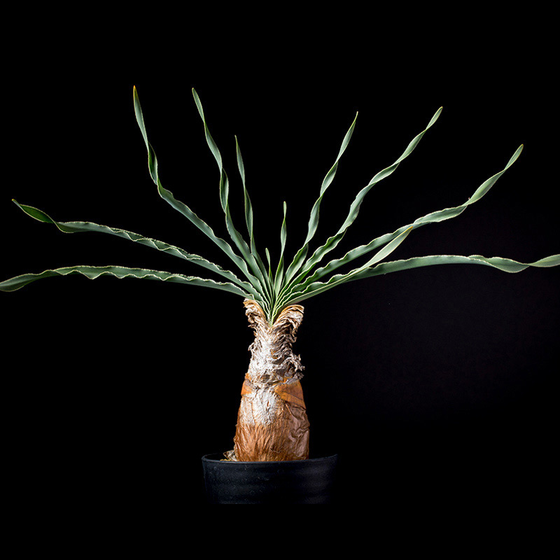 ブーファン・ディスティカの基本情報・育て方｜多肉植物・サボテン図鑑