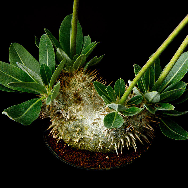 パキポディウム恵比寿大黒の基本情報・育て方｜多肉植物・サボテン図鑑