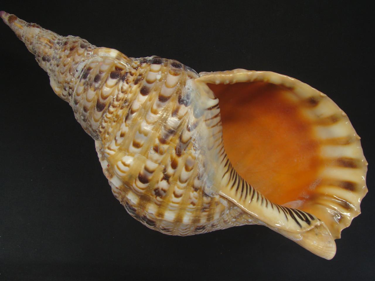 法螺貝 33cm 600g - Kaiショップ