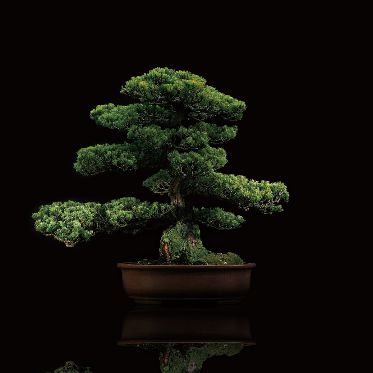 盆栽・園芸用鋏 – SUWADA – 諏訪田製作所