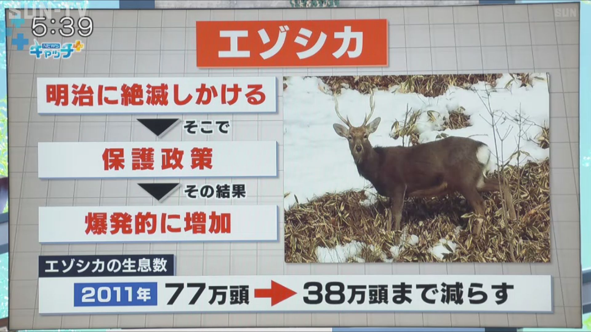 北海道が抱える獣害問題 エゾシカを特産品として全国にPR - サンテレビ